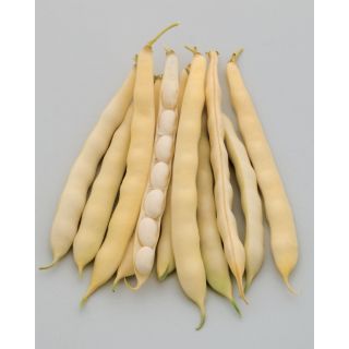 Compra JUDÍA DUCABIANCO (5 Kgr.) en la tienda online Fito Agrícola