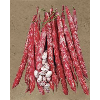 Compra JUDÍA FRECCIAROSSA (5 Kgr.) en la tienda online Fito Agrícola