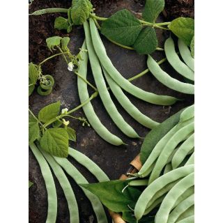 Compra JUDÍA GARRAFAL ORO VEGA (5 Kgr.). en la tienda online Fito Agrícola