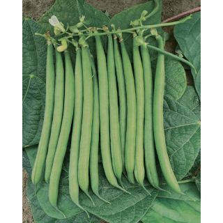 Compra JUDÍA GIOCONDO (100.000 Semillas) en la tienda online Fito Agrícola