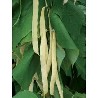 Compra JUDIA GOLDEN GATE BIO (1.000 Semillas). en la tienda online Fito Agrícola