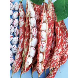 Compra JUDÍA LEVANTE (20 Kgr.) en la tienda online Fito Agrícola