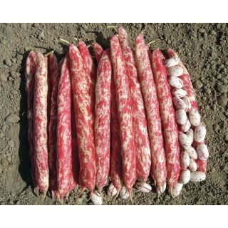 Compra JUDÍA MECCANO (20 Kgr.) en la tienda online Fito Agrícola