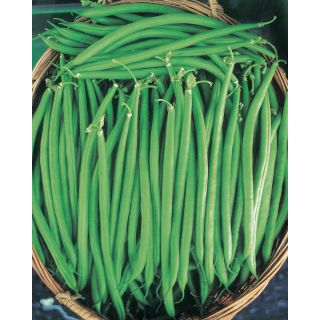 Compra JUDÍA ARNO OR® (5 Kgr.) en la tienda online Fito Agrícola