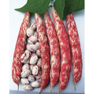 Compra JUDÍA BORLOROSSO OR® (5 Kgr.) en la tienda online Fito Agrícola