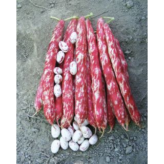 Compra JUDÍA SCHUMI (5 Kgr.) en la tienda online Fito Agrícola