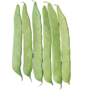 Compra JUDÍA SF UNO (50.000 Semilllas) en la tienda online Fito Agrícola