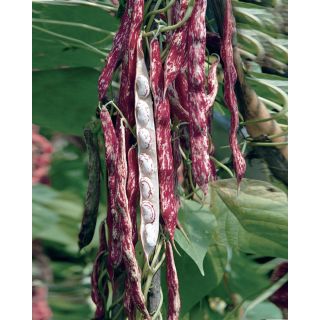 Compra JUDÍA SOLISTA (6.000 Semillas) en la tienda online Fito Agrícola