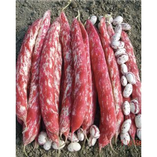 Compra JUDÍA SPLENDIDO (20 Kgr.) en la tienda online Fito Agrícola