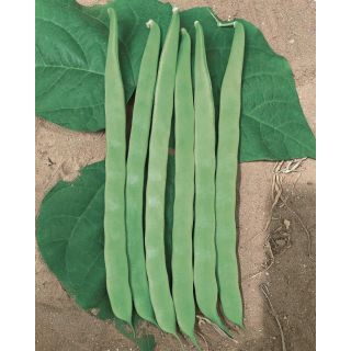 Compra JUDÍA TRAGUARDO (2.000 Semillas) en la tienda online Fito Agrícola