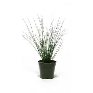 Compra JUNCUS BLUE DART (144 Plantas). en la tienda online Fito Agrícola