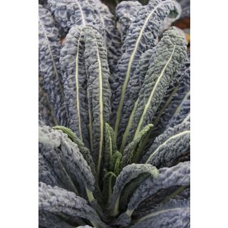 Compra COL KALE EBONY F1 (2.500 Semillas) en la tienda online Fito Agrícola