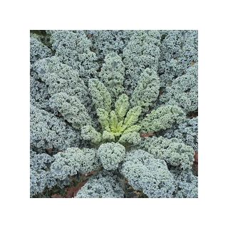 Compra COL KALE EDEN F1 (10.000 Semillas) en la tienda online Fito Agrícola