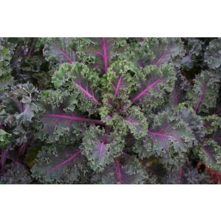 Compra COL KALE MIDNIGHT SUN BABY LEAF Sin Tratar (2.500 Semillas) en la tienda online Fito Agrícola