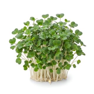 Compra KALE NEGRO MICROGREENS ECOLÓGICO (500 gr.). en la tienda online Fito Agrícola