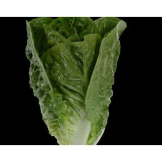 Compra LECHUGA KARIKAZO Píldora Sphera (25.000 Semillas) en la tienda online Fito Agrícola