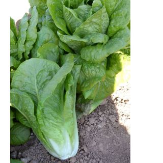 Compra LECHUGA KLETA Pildorada (25.000 Semillas) en la tienda online Fito Agrícola
