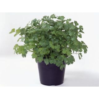 Compra CILANTRO MARINO ECOLÓGICO (500.000 Semillas). en la tienda online Fito Agrícola