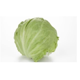 Compra LECHUGA KUENKA Pildorada (25.000 Semillas) en la tienda online Fito Agrícola