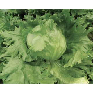 Compra LECHUGA PLANET Pildorada (5.000 Semillas) en la tienda online Fito Agrícola