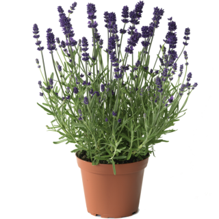 Compra LAVANDULA SCENT BLUE EARLY (1000 Semillas) en la tienda online Fito Agrícola