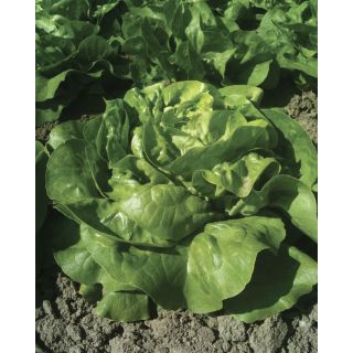 Compra LECHUGA LINFA Pildorada (5.000 Semillas) en la tienda online Fito Agrícola