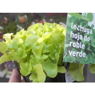 Compra LECHUGA HOJA DE ROBLE VERDE MS12 en la tienda online Fito Agrícola