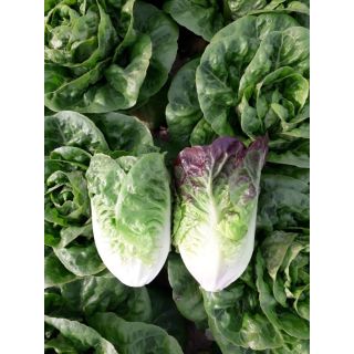 Compra LECHUGA ACHERITO Pildorada (1.000 Semillas) en la tienda online Fito Agrícola