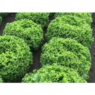 Compra LECHUGA AFABILA Pildorada (10.000 Semillas) en la tienda online Fito Agrícola