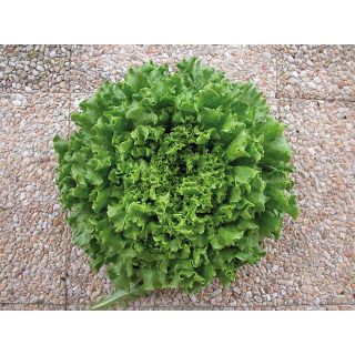 Compra LECHUGA AGRELA Pildorada (10.000 Semillas) en la tienda online Fito Agrícola