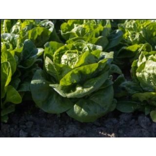 Compra LECHUGA ALBENITEZ Pildorada (10.000 Semillas) en la tienda online Fito Agrícola
