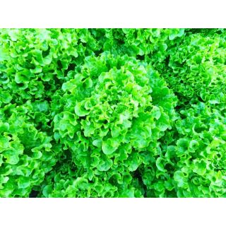 Compra LECHUGA ALBERTINA Pildorada (5.000 Semillas) en la tienda online Fito Agrícola