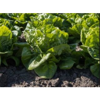 Compra LECHUGA ALFON Pildorada (10.000 Semillas) en la tienda online Fito Agrícola