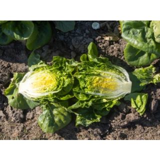 Compra LECHUGA ALFULVERA Pildorada (10.000 Semillas) en la tienda online Fito Agrícola