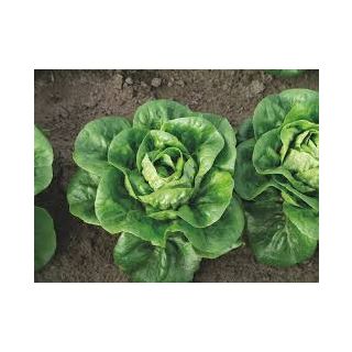 Compra LECHUGA ALPERA Pildorada (10.000 Semillas) en la tienda online Fito Agrícola