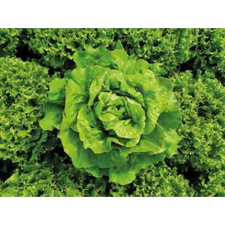 Compra LECHUGA AMARNA Pildorada (10.000 Semillas) en la tienda online Fito Agrícola