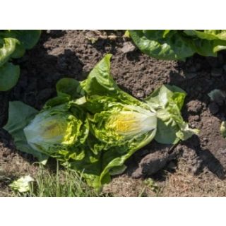 Compra LECHUGA ANTUZA Pildorada (10.000 Semillas) en la tienda online Fito Agrícola