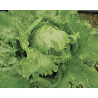 Compra LECHUGA APOLLO Pildorada (25.000 Semillas) en la tienda online Fito Agrícola