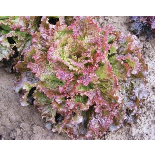 Compra LECHUGA ARI Pildorada (5.000 Semillas). en la tienda online Fito Agrícola