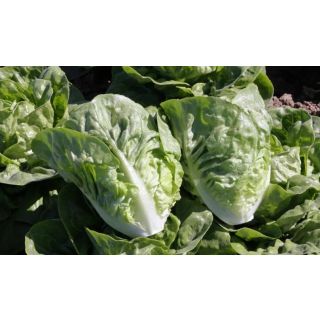 Compra LECHUGA ARTES Pildorada (25.000 Semillas) en la tienda online Fito Agrícola