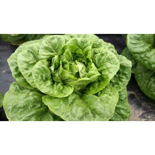 Compra LECHUGA ASPEN Pildorada (1.000 Semillas) en la tienda online Fito Agrícola