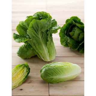 Compra LECHUGA ASTÚN Pildorada (1.000 Semillas). en la tienda online Fito Agrícola