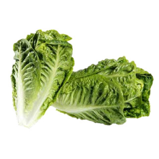 Compra LECHUGA ATOMICOS Pildorada (5.000 Semillas) en la tienda online Fito Agrícola