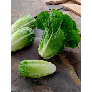 Compra LECHUGA BAQUEIRA Pildorada (1.000 Semillas) en la tienda online Fito Agrícola