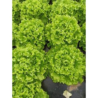 Compra LECHUGA LAURENTINA Pildorada (1.000 Semillas) en la tienda online Fito Agrícola