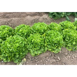 Compra LECHUGA BELICOS Pildorada (5.000 Semillas) en la tienda online Fito Agrícola