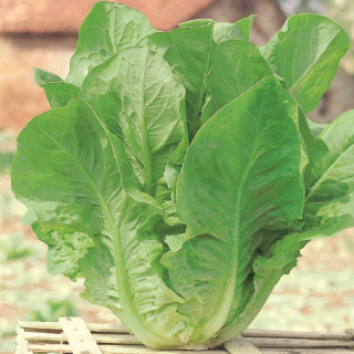 Compra LECHUGA LENTISSIMA A MONTARE 4 (50 gr.). en la tienda online Fito Agrícola