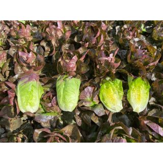 Compra LECHUGA BRAZATO Pildorada (1.000 Semillas) en la tienda online Fito Agrícola