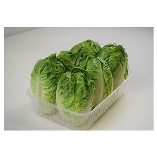 Compra LECHUGA CANDANCHÚ Pildorada (1.000 Semillas) en la tienda online Fito Agrícola