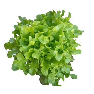 Compra LECHUGA CASANICE Pildorada (5.000 Semillas) en la tienda online Fito Agrícola